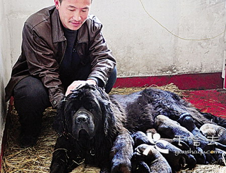 Heroine mastiff gives birth to 26 pups