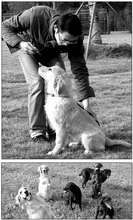 Owners turn to special schools to train dogs
