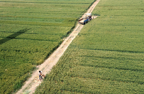 Provinces encouraged to expand grain production