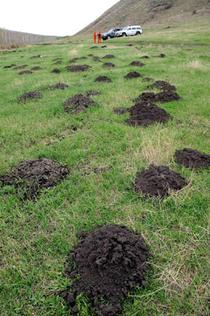 Burrowing rats ruin pastures in Inner Mongolia