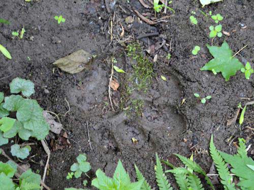 Trace of wild Siberian tiger found in NE China