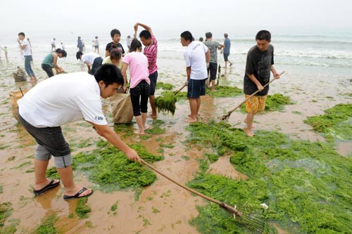 Green algae hits Qingdao beaches