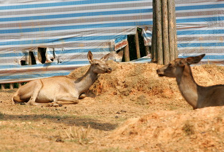 Zoos suffer in hot weather