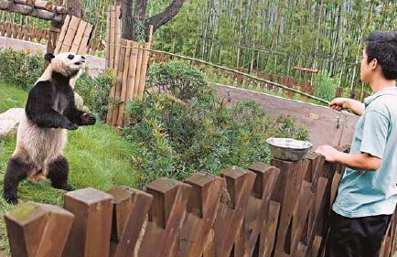 China to search globally for panda keepers