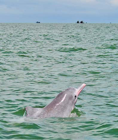 Plight of dolphins major issue amid city expans