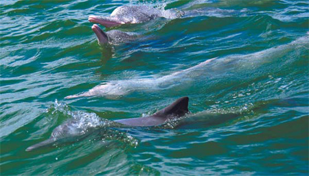 Plight of dolphins major issue amid city expansion