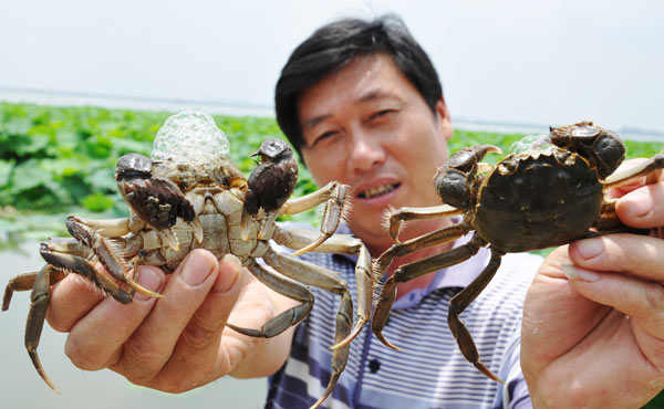 Public worries about safety of hairy crabs