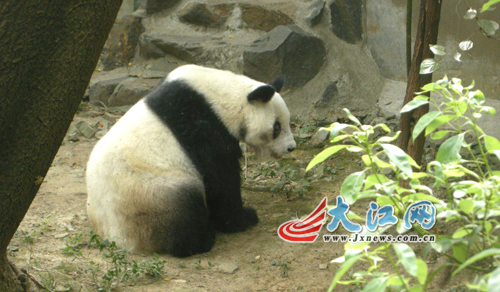 Residents flock to bid farewell to retiring panda