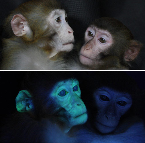 Monkey offering hope for patients