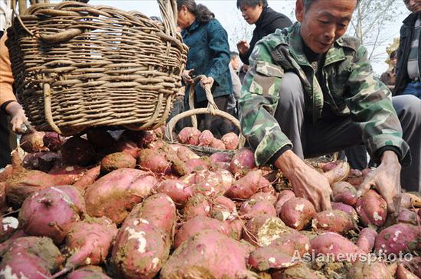 Sweet potatoes bring profit and fun to village