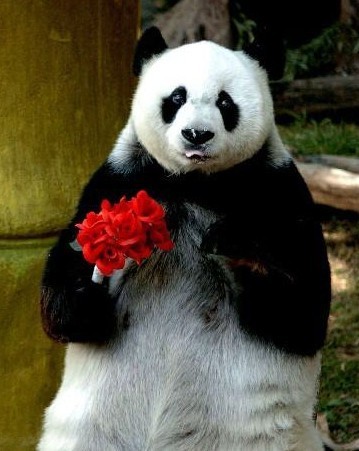 Olympic panda dies of illness at China zoo