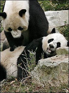 Washington to keep pandas a little while longer