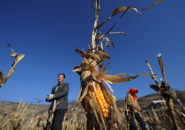 Risk looms despite good harvest