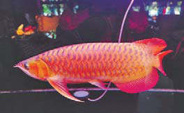 Rare fish costs almost as much as a car