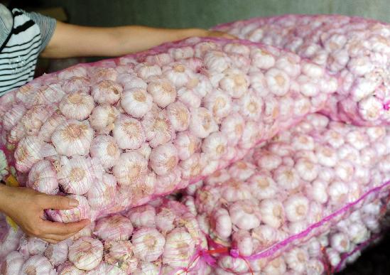 Garlic price tumbles in China