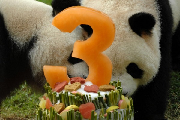 Gaint panda Xinxin celebrates birthday in Macao