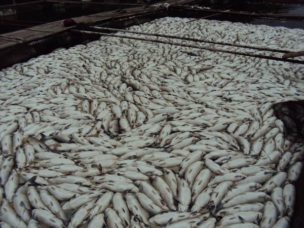 Hordes of dead fish found in C China river