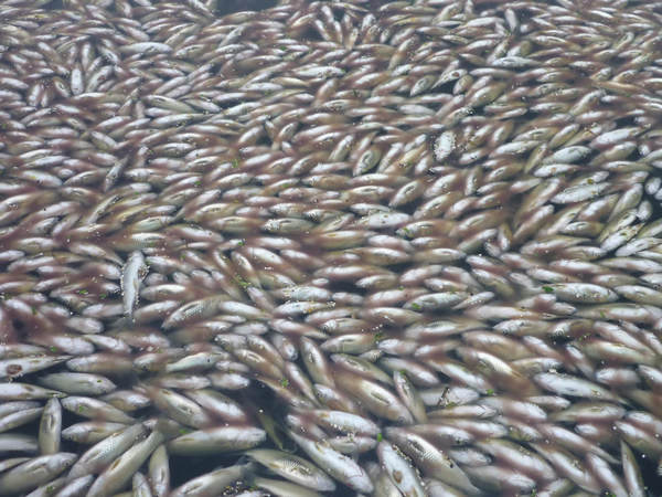 Hordes of dead fish found in C China river