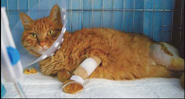 Studious cat recovering from surgery