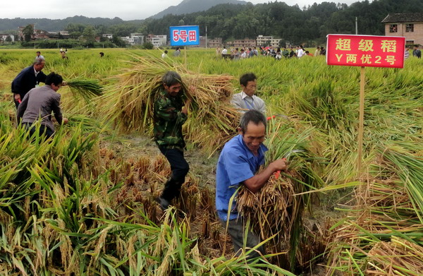 Super rice yield sets world record