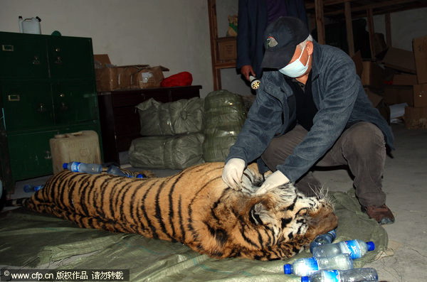 Snare suspected in Siberian tiger's death