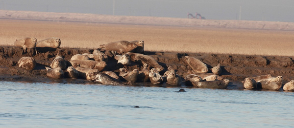 Road to give seal habitat wide berth