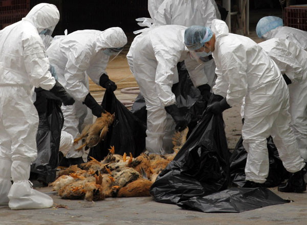 Bird flu prompts market chicken cull in HK