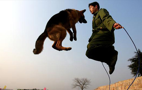 More than 10,000 dogs serving in Chinese army