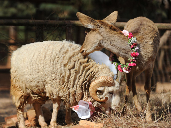 Ram, doe to tie the knot