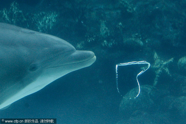 Photos: Love in the sky and under the water