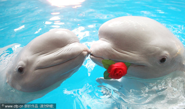 Photos: Love in the sky and under the water