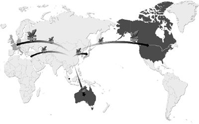 Chinese immigrants take $1.6b a year overseas