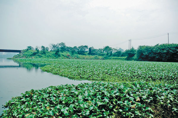 Other voices: When cures can kill