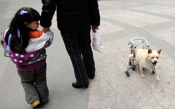 Paralyzed dog wheeling through life