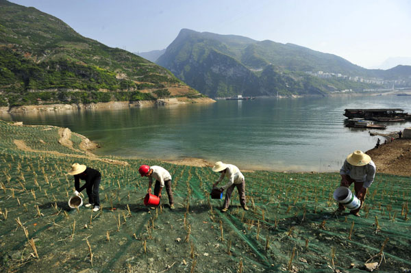 Tall grass to help protect Three Gorges Dam