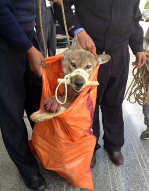 Wolf injured by hunters limps into govt building