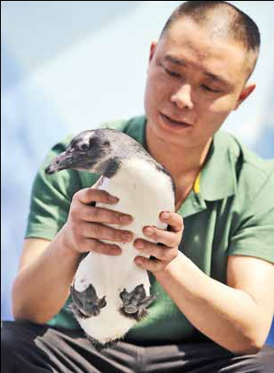 Bird breeder's tender care hatches 7,000 chicks