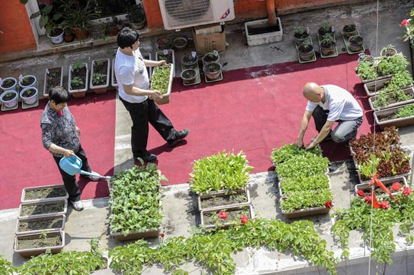 Balcony farmers are taking root