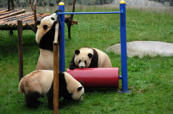 Quake-affected pandas to return home