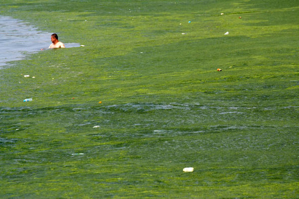 Algae persists in East China's beachside