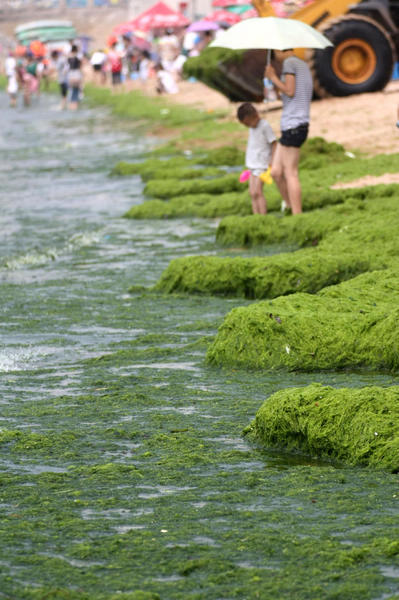 Algae persists in East China's beachside