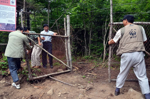 Over 30 deer released to appease tigers