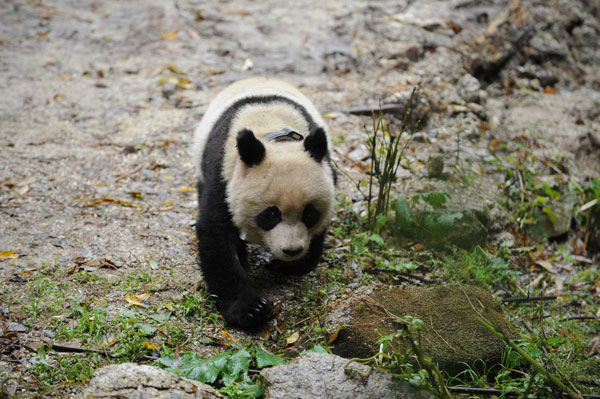 China returns artificially bred panda to nature