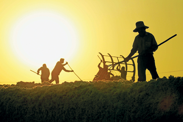 Gradual changes taking place amid bumper harvest