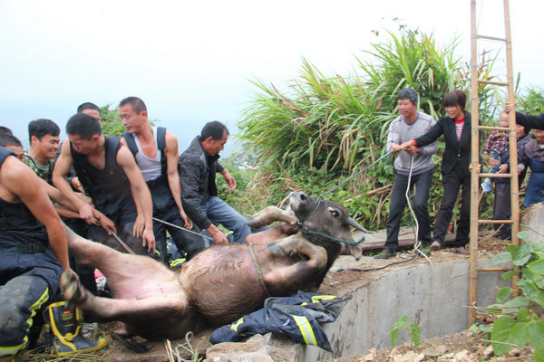 Firefighters rescue trapped buffalo