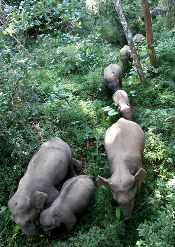 Red elephants amaze visitors