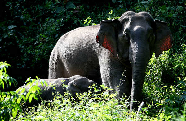 Red elephants amaze visitors