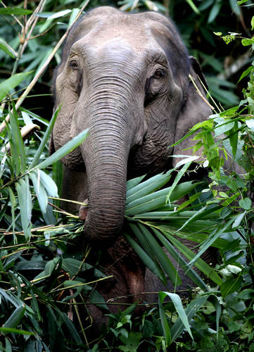 Red elephants amaze visitors