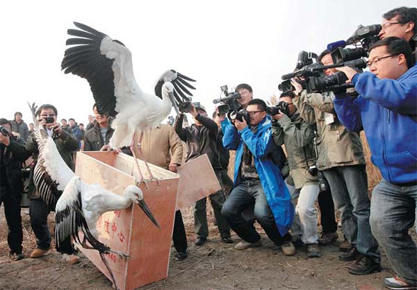 Poisoned storks released back into the wild