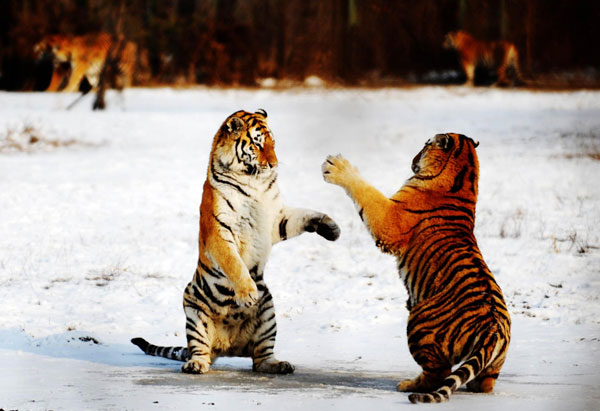 Volunteers to protect tigers[4]|chinadaily.com.c